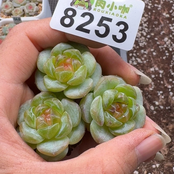 毛***虫多肉植物多肉植物