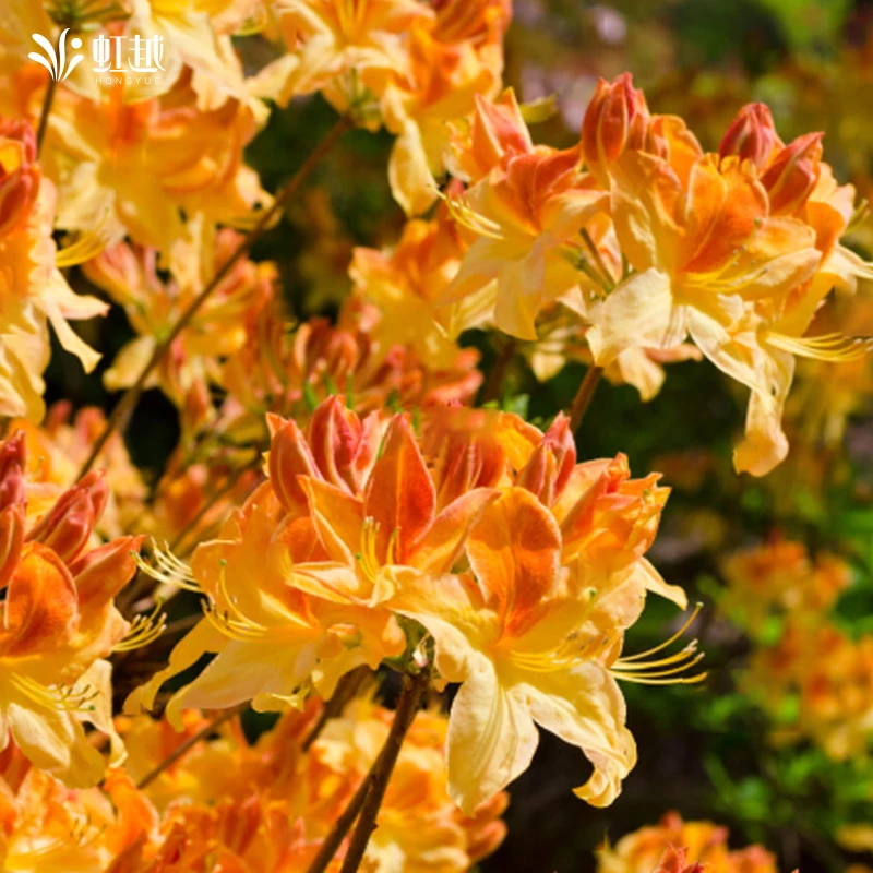 虹越杜鹃 | 落叶杜鹃花盆栽苗庭院阳台景观耐寒好养杜鹃灌木小苗
