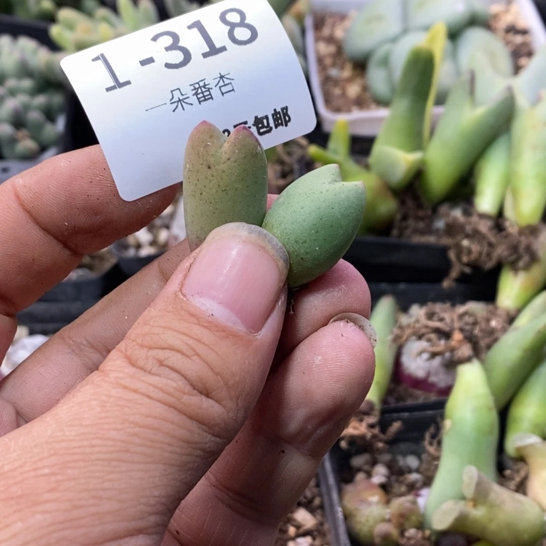 泡**?56666666666666656658