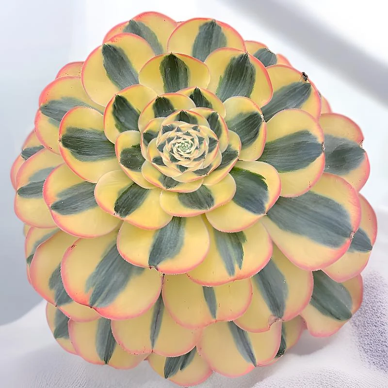 多肉植物法师锦寄养链接