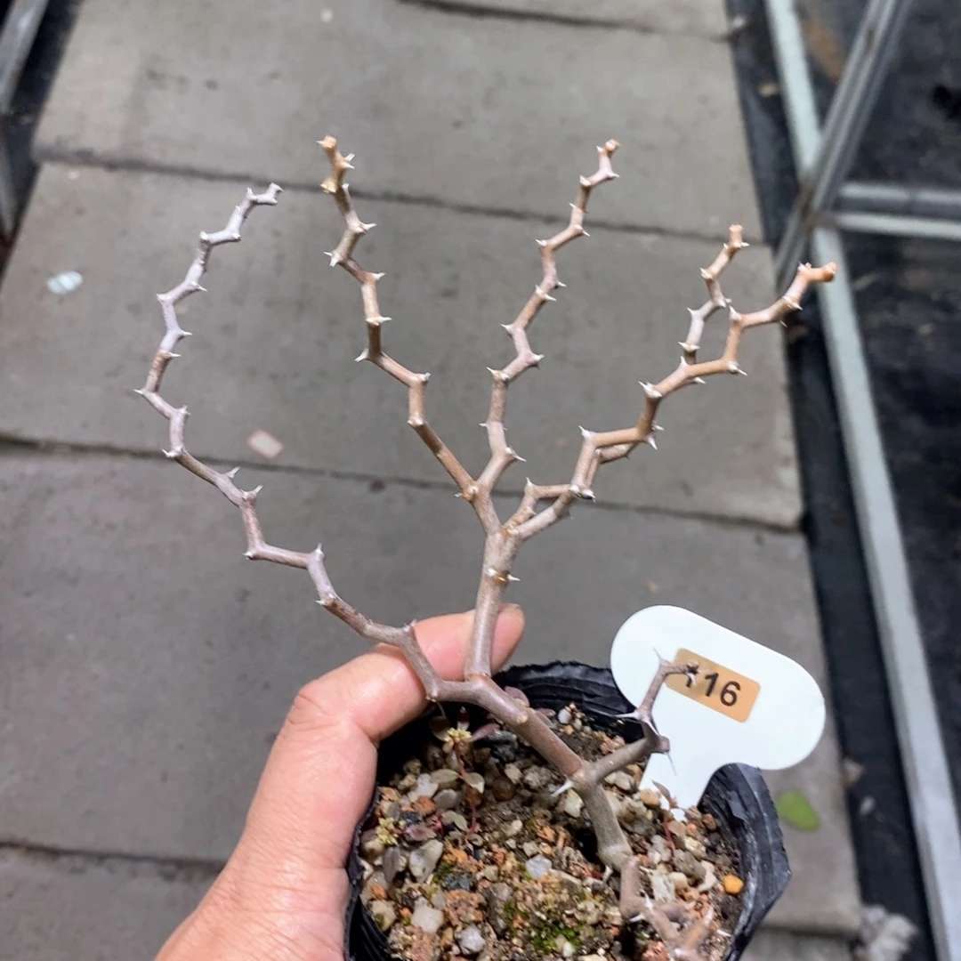 弯曲龙多肉植物一个