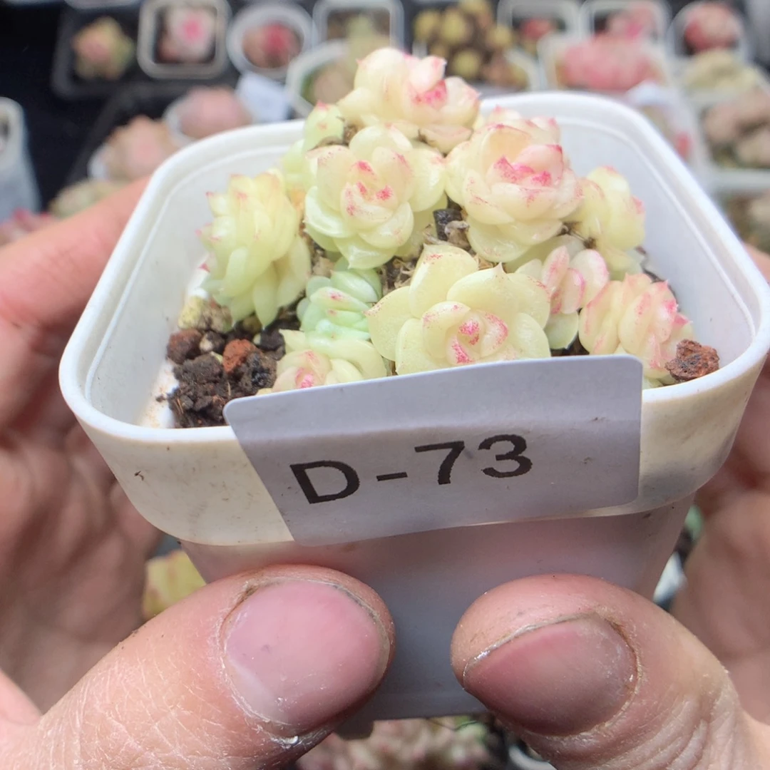 无花朵D73。yyyyyyy