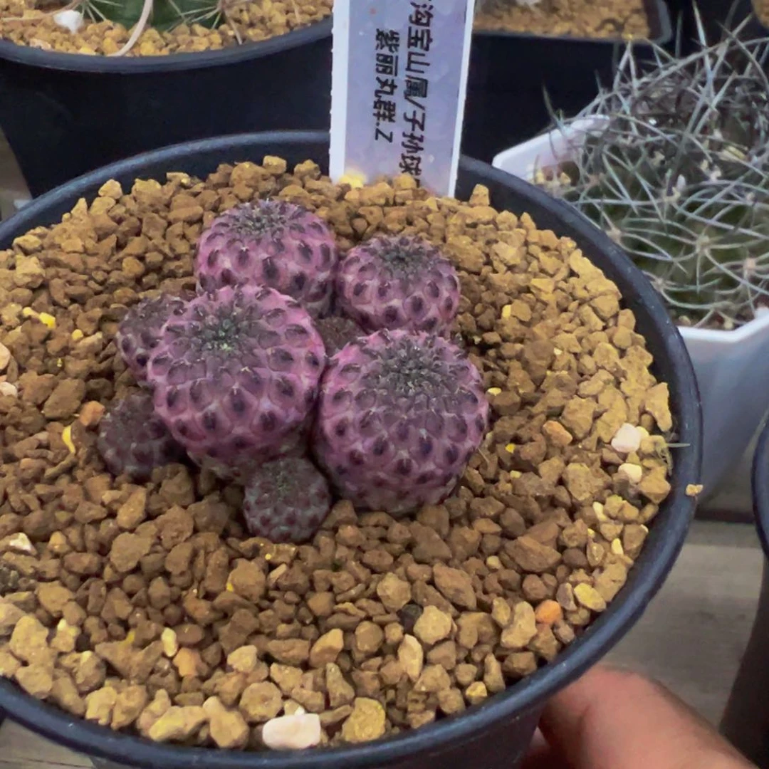 紫丽丸多肉植物带盆土