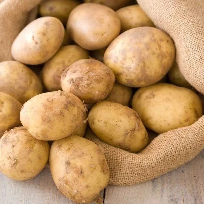 【基地直供】当季自种黄心土豆粉面口感京东包邮