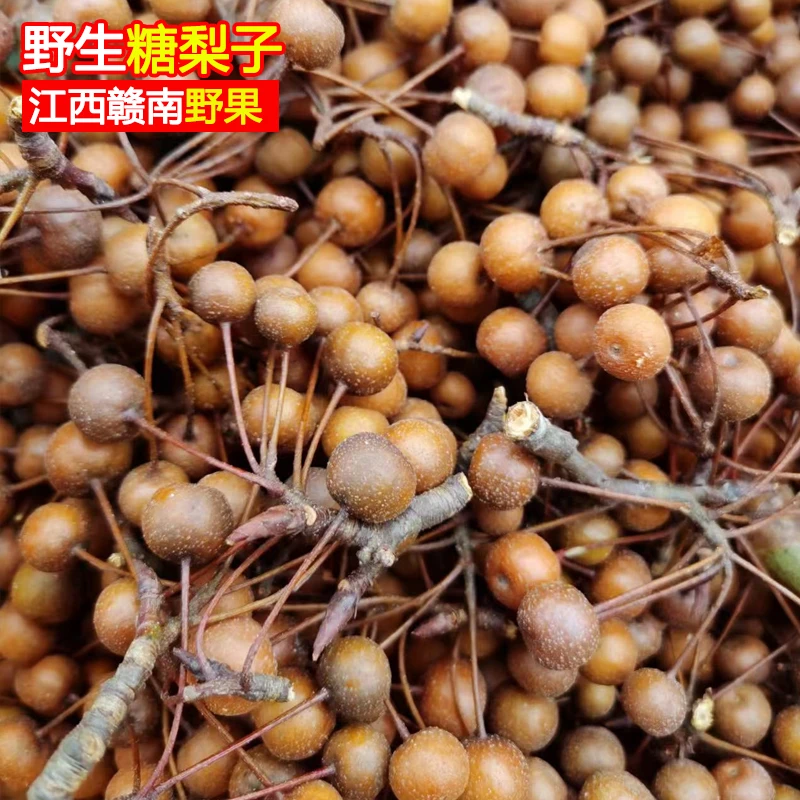 野生小沙梨豆梨棠梨野梨糖梨子山梨鸟梨赤梨克泡水煮水泡酒酿酒