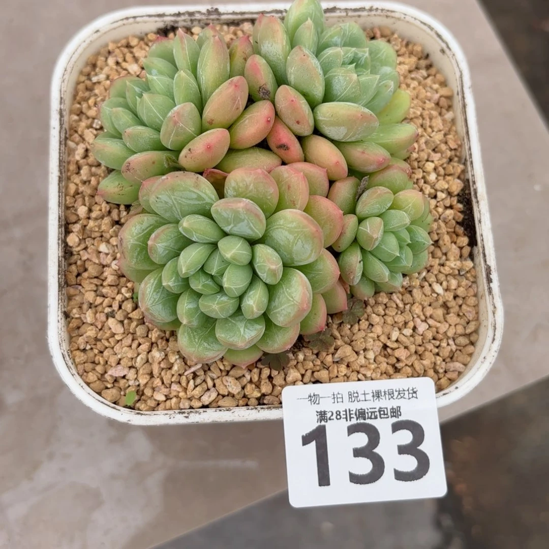 百达翡翠无盆土发货