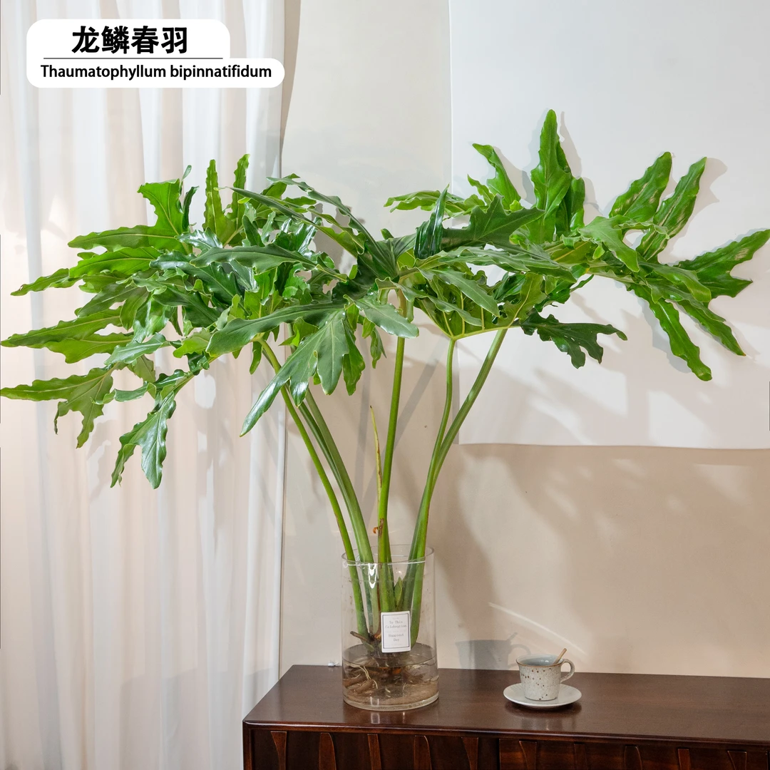 90-100公分龙鳞老桩春雨蔓绿绒水培室内盆栽绿植办公居家软装摆件