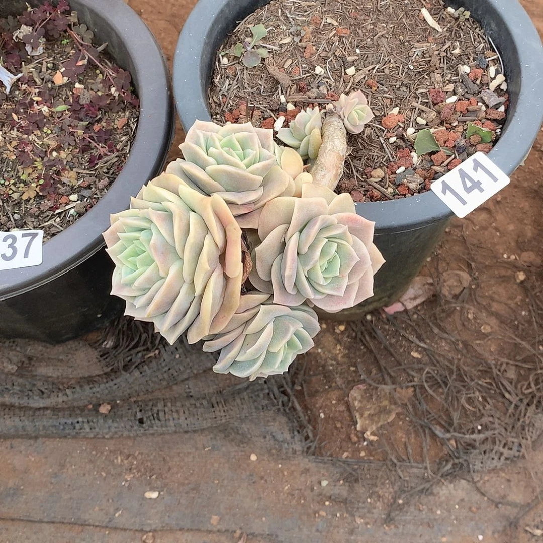 141可爱玫瑰 一物一拍多肉