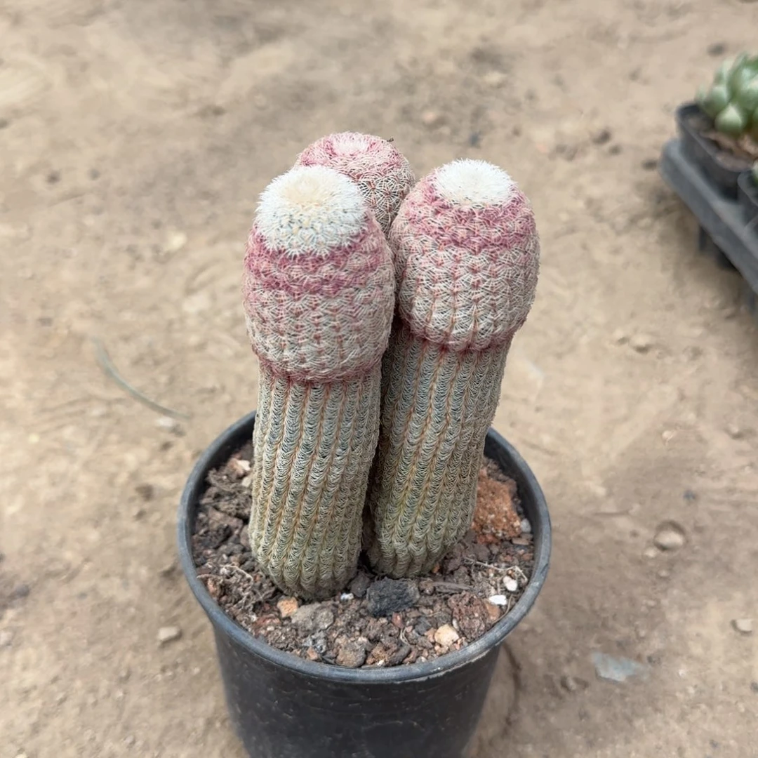 觅***尔可口可乐公司在上海成立