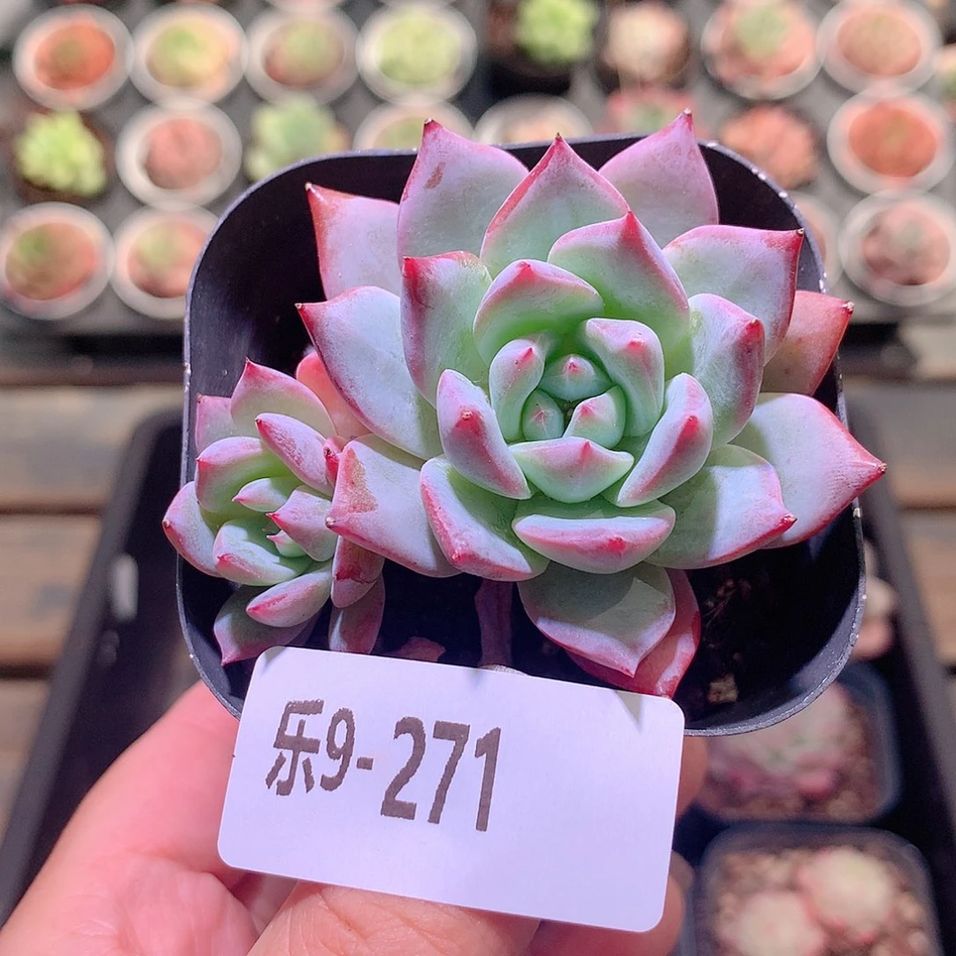 乐然9-271 粉蓝鸟