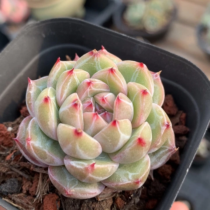 雪花珍尼多肉植物