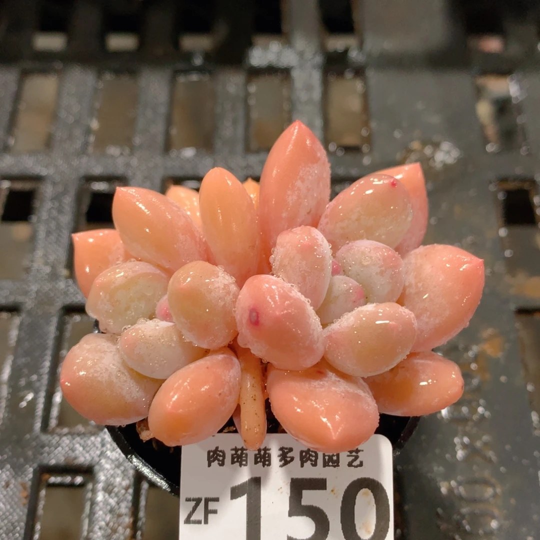 肉萌萌拇指盆精控多肉ZF150