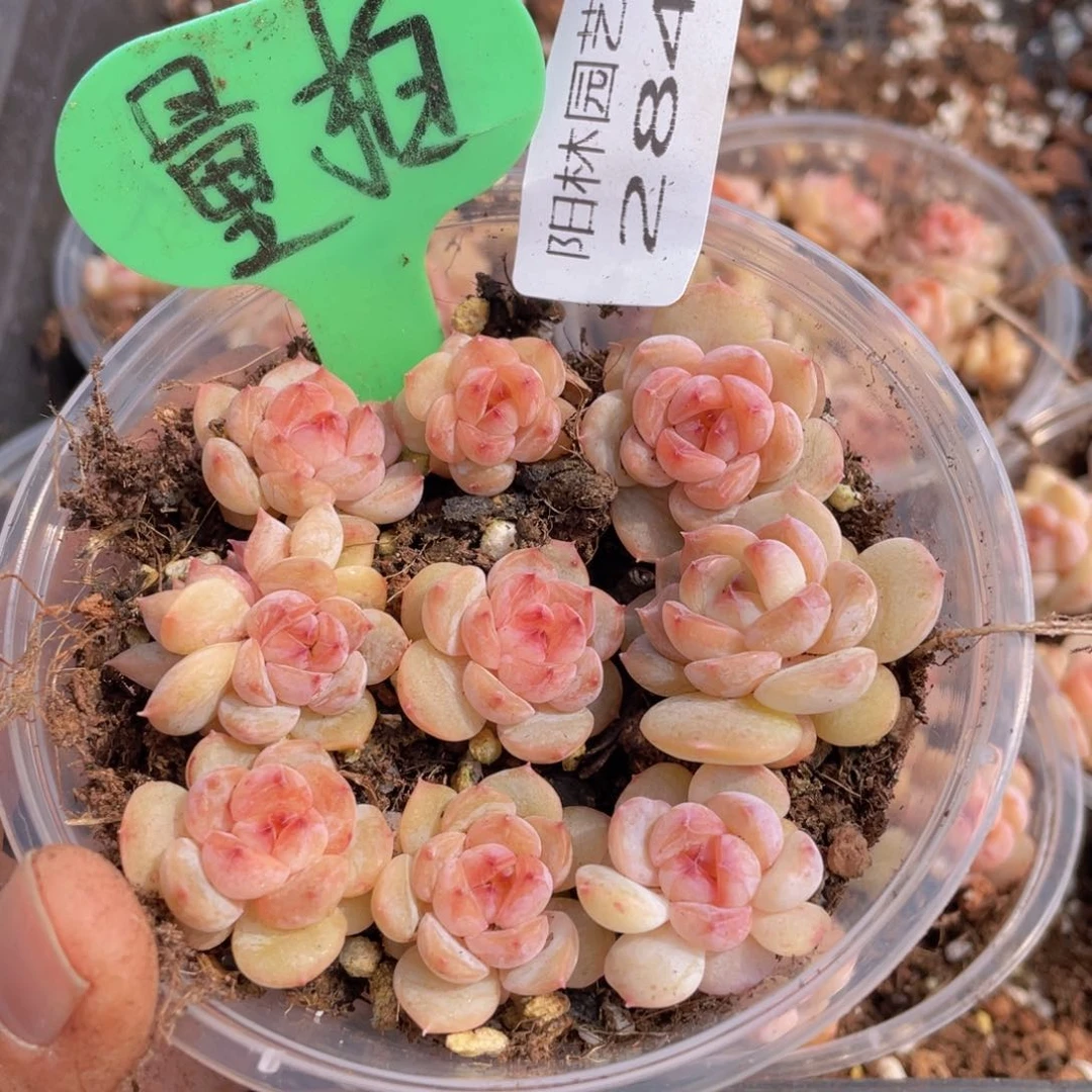 量拍多肉植物多肉植物284