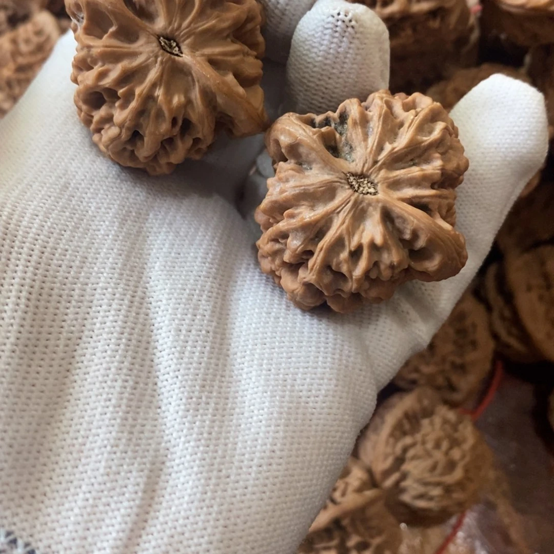 贪***弓秦岭野生核桃秦闷