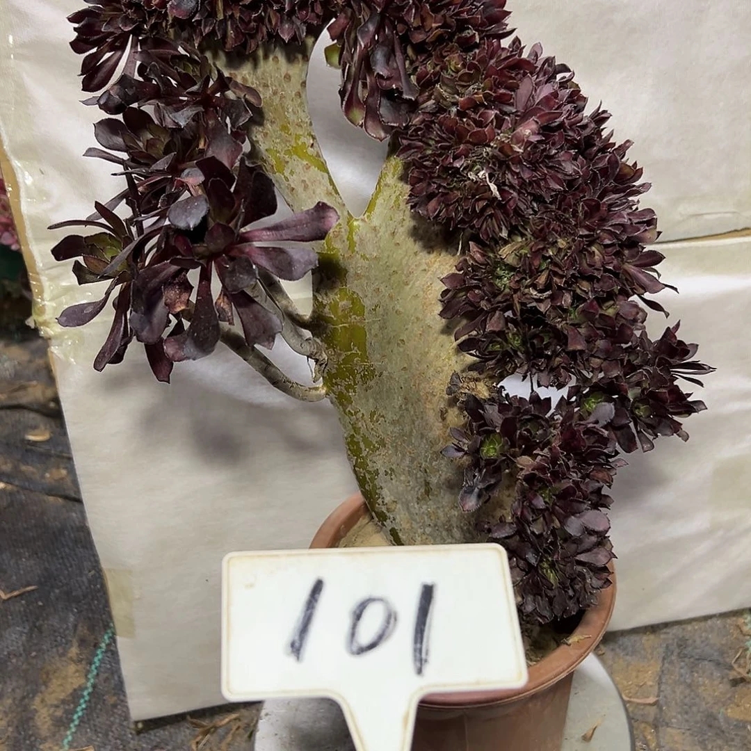 多肉植物黑法师缀花101