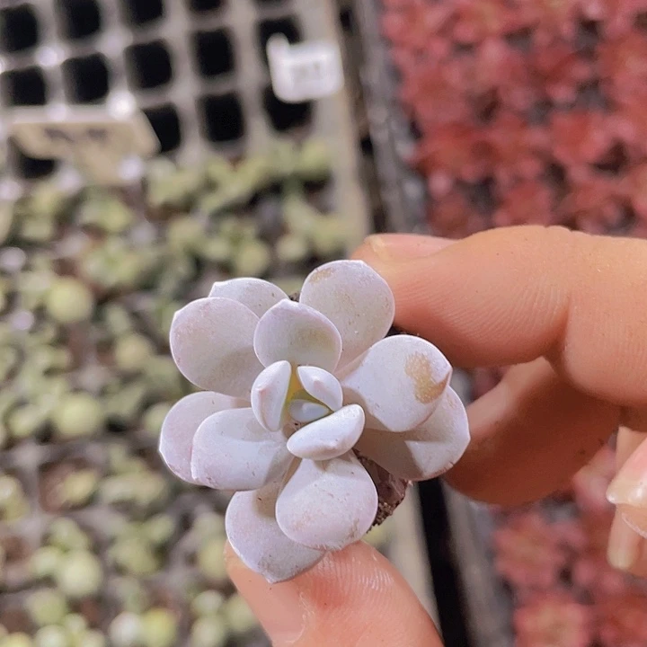 粉雪莲精品多肉量拍