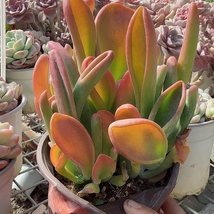 大号火狐狸多肉植物