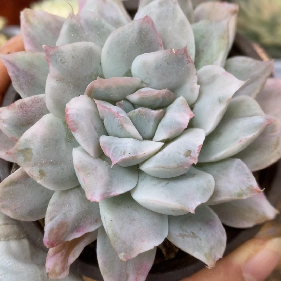 397辛普森锦锦锦锦锦锦