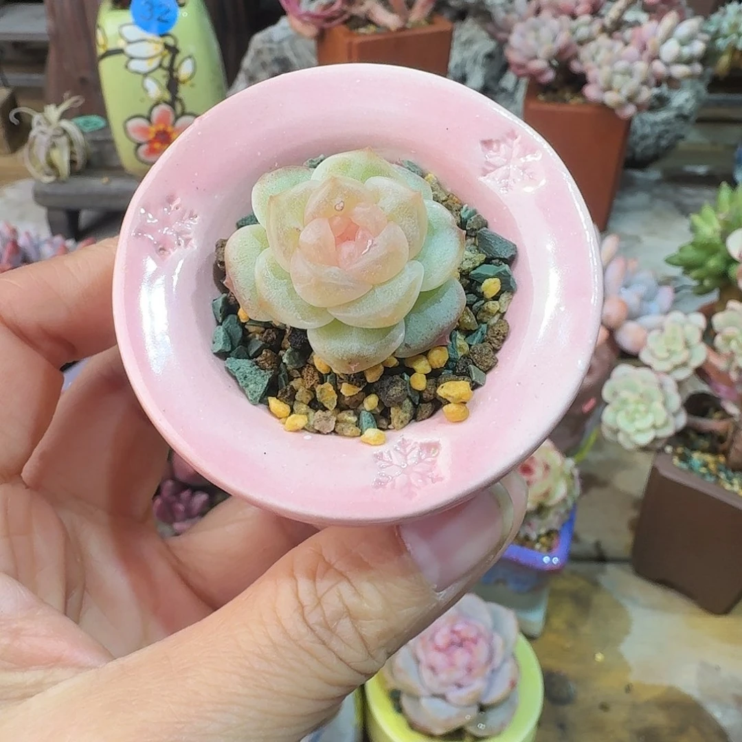 无尽灯 多肉含盆土 一物一拍