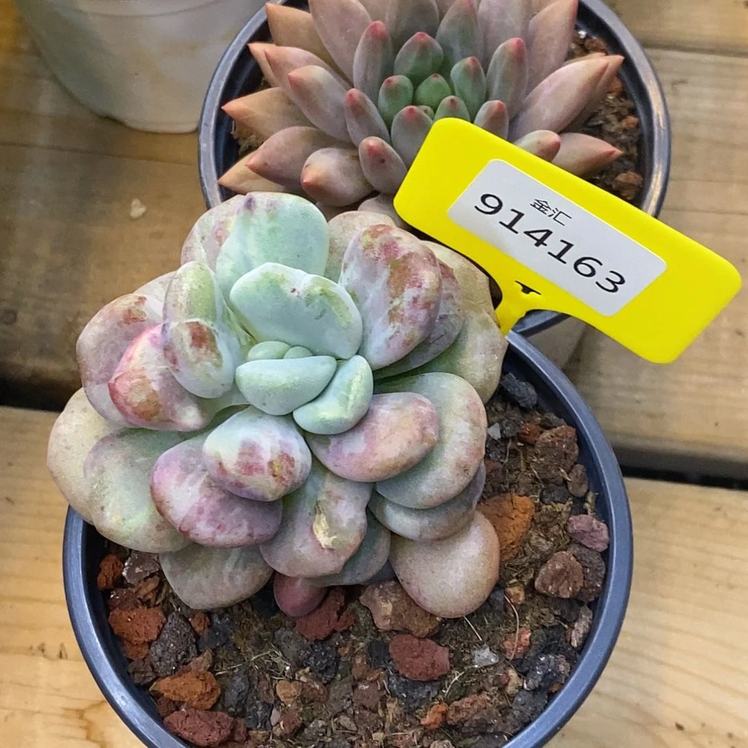我***静金汇园艺914163花斑露石化