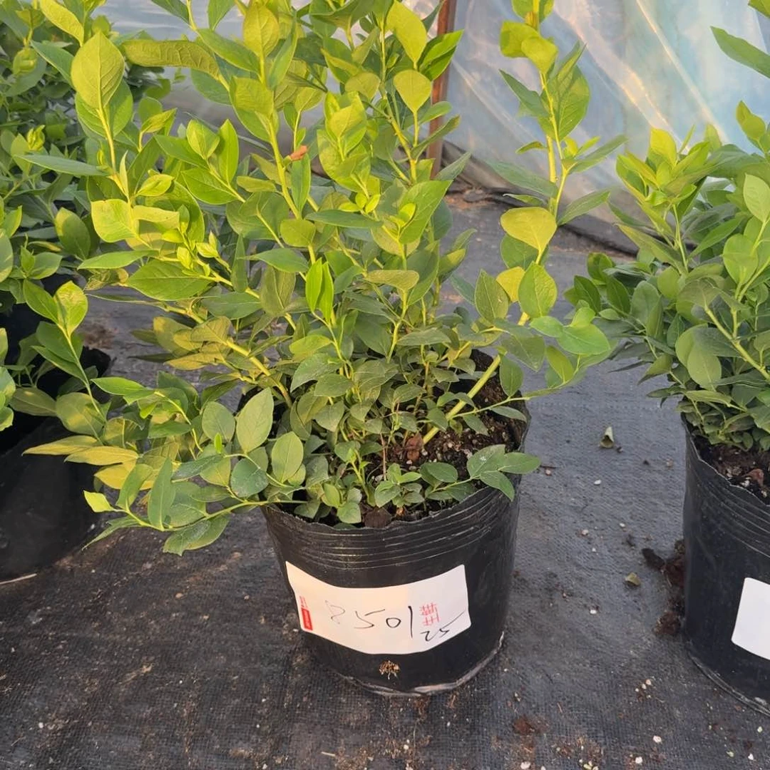 瑾*大钵25一物一拍8501