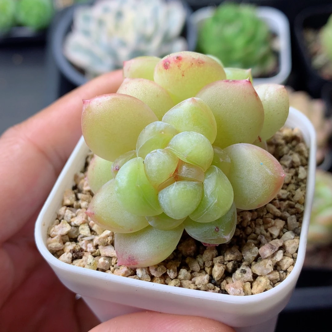 58包邮  群生不包整 23