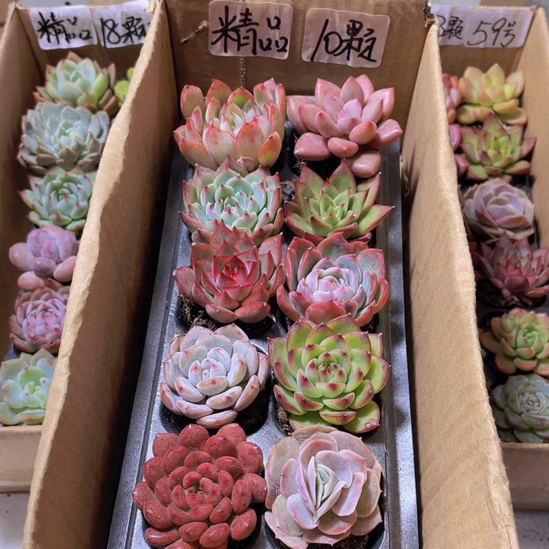 【闪购商品】【量拍】10颗精品多肉约4厘米