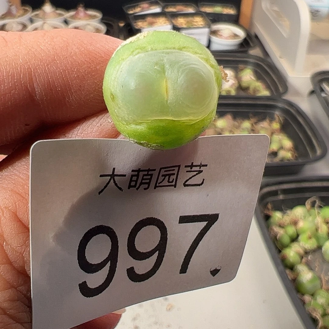 一物一拍。       有疤福利997