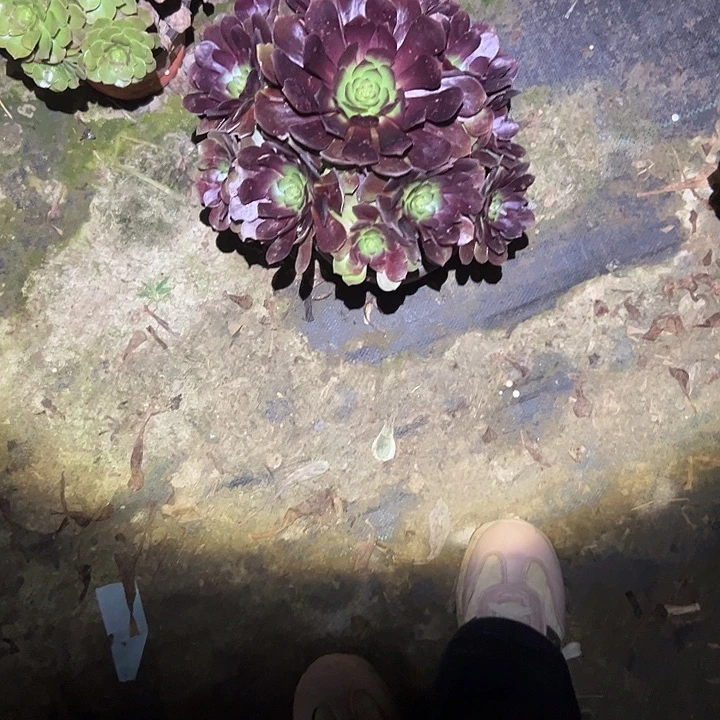 不包侧枝一物一拍60