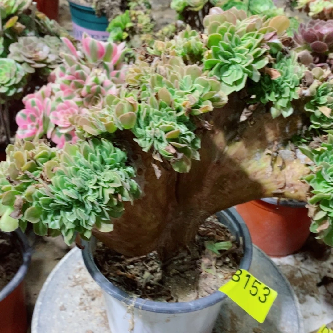 欧紫缀化多肉植物3153