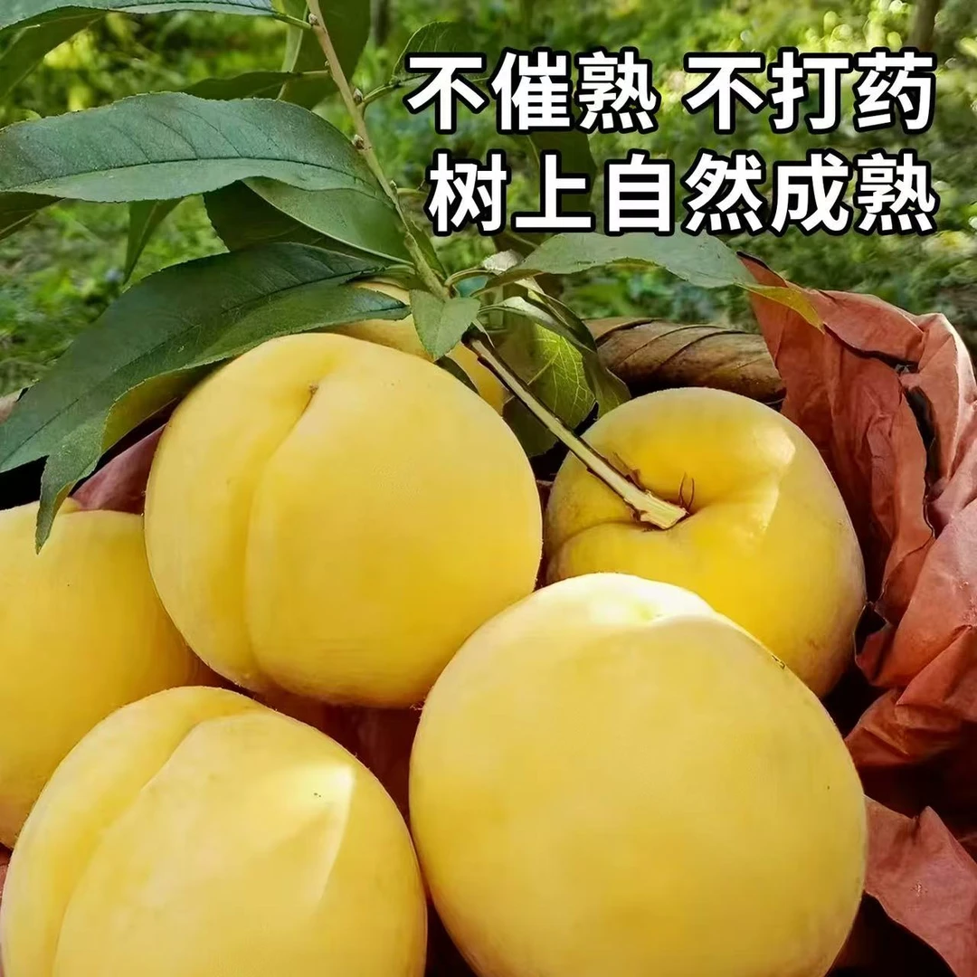 重庆农家当季水果香桃黄桃新鲜脆甜现摘现发