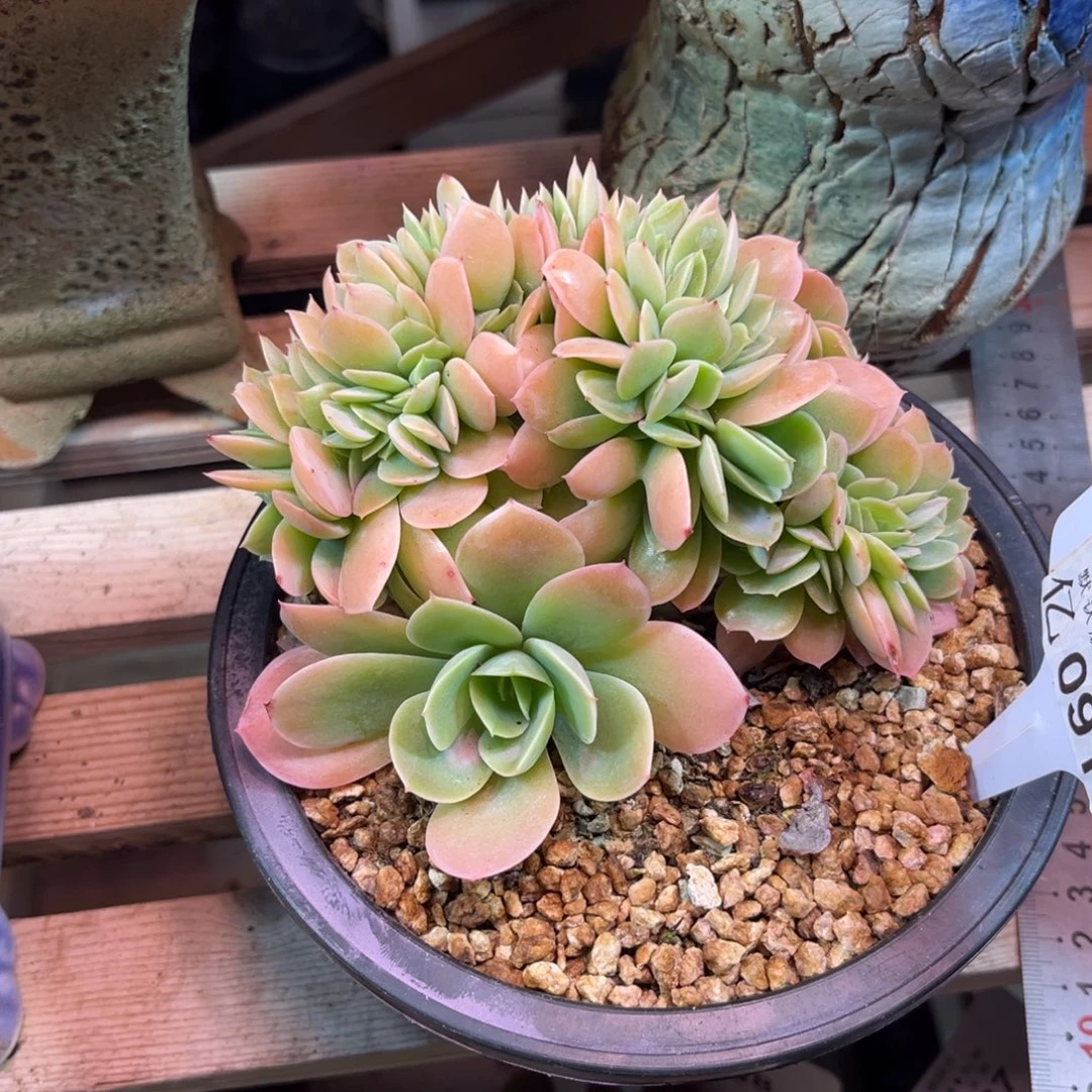 星纳塔缀多肉duhebn