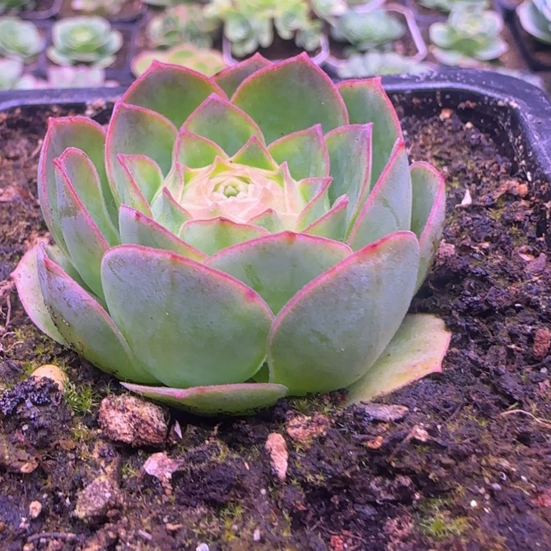 神舟玫瑰4.5厘米12425868686