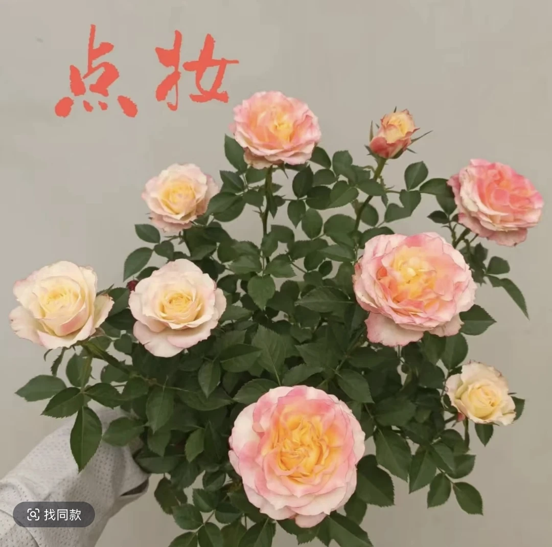 180盆点妆月季带加仑盆四季四季勤花耐热耐旱室内室外栽