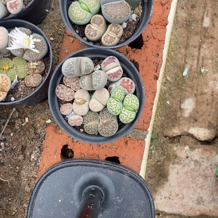 ゞ***o生石花等植物的生长159