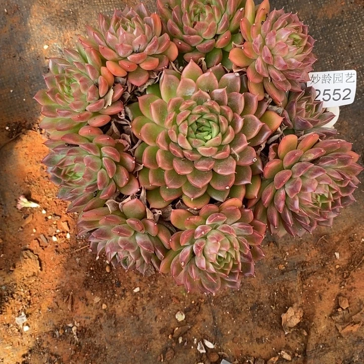 简***爱2552杂交老桩基地～19厘米