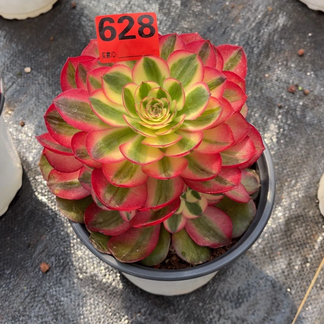 压**大628多肉法师荔枝