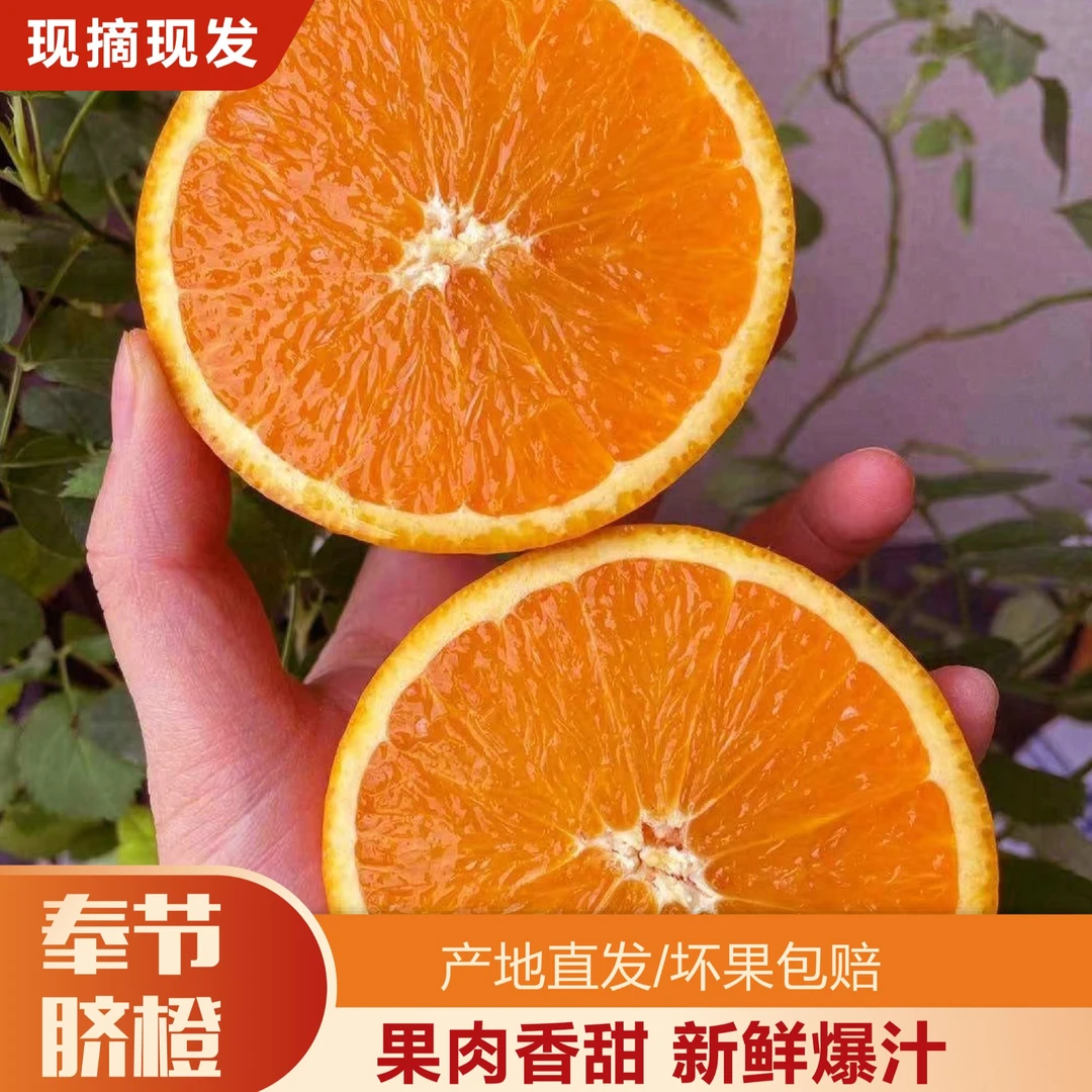 【波尔哥专属】 正宗奉节脐橙现摘现发细腻香甜多汁新鲜水果5斤10斤