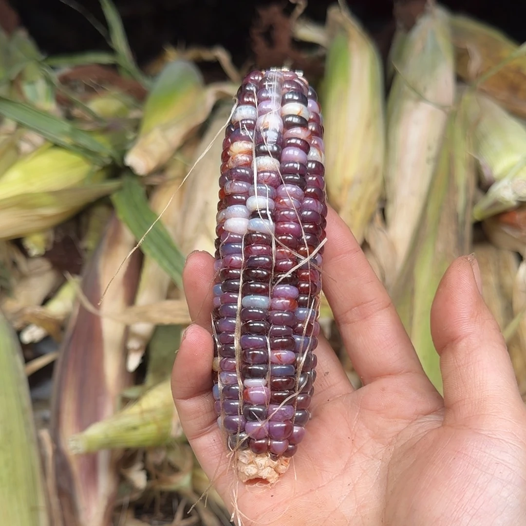 三***半吊坠柏香籽/百香籽