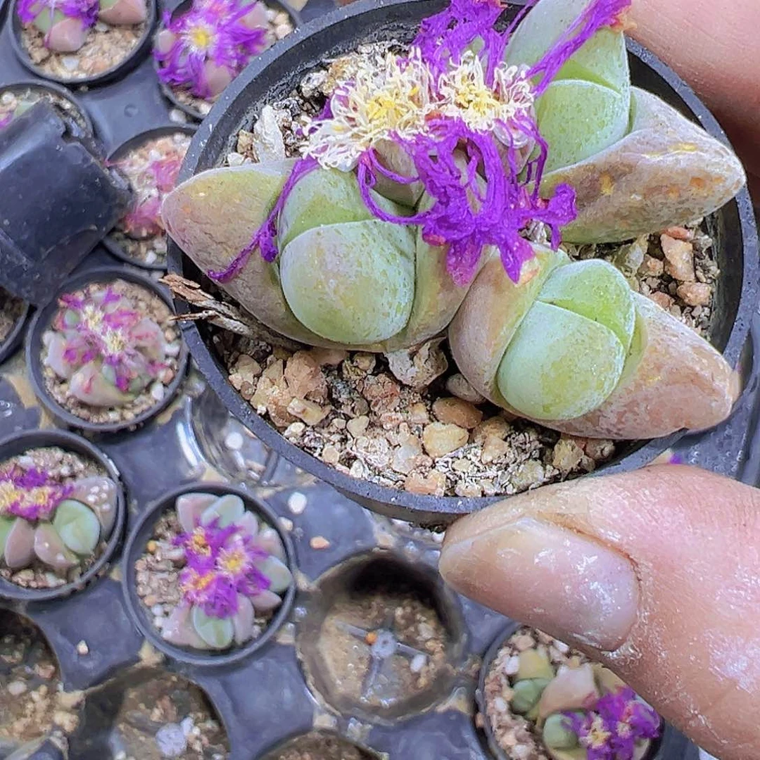 无比玉19包邮多肉