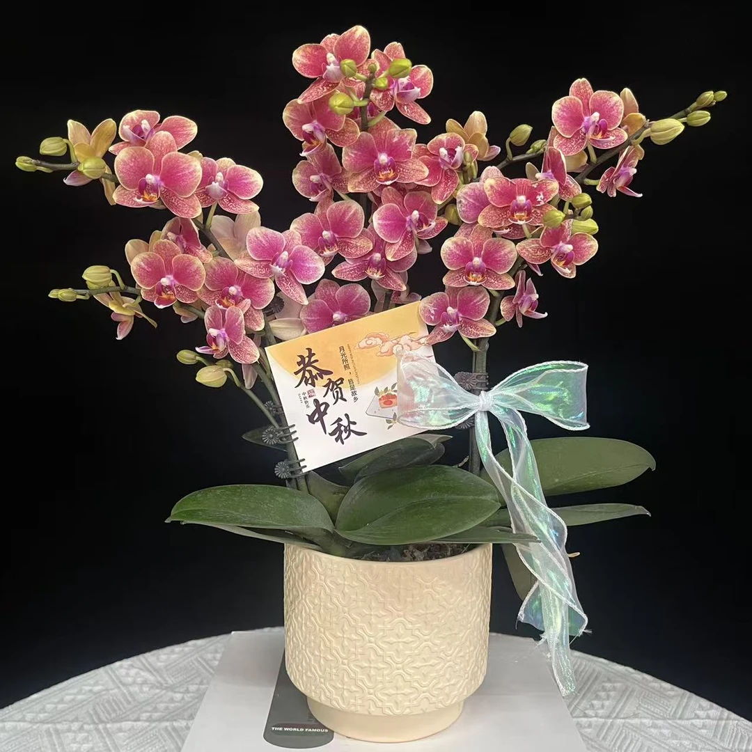 蝴蝶兰【金蝶】欧品红色系蝴蝶兰鲜花室内送礼高端花卉