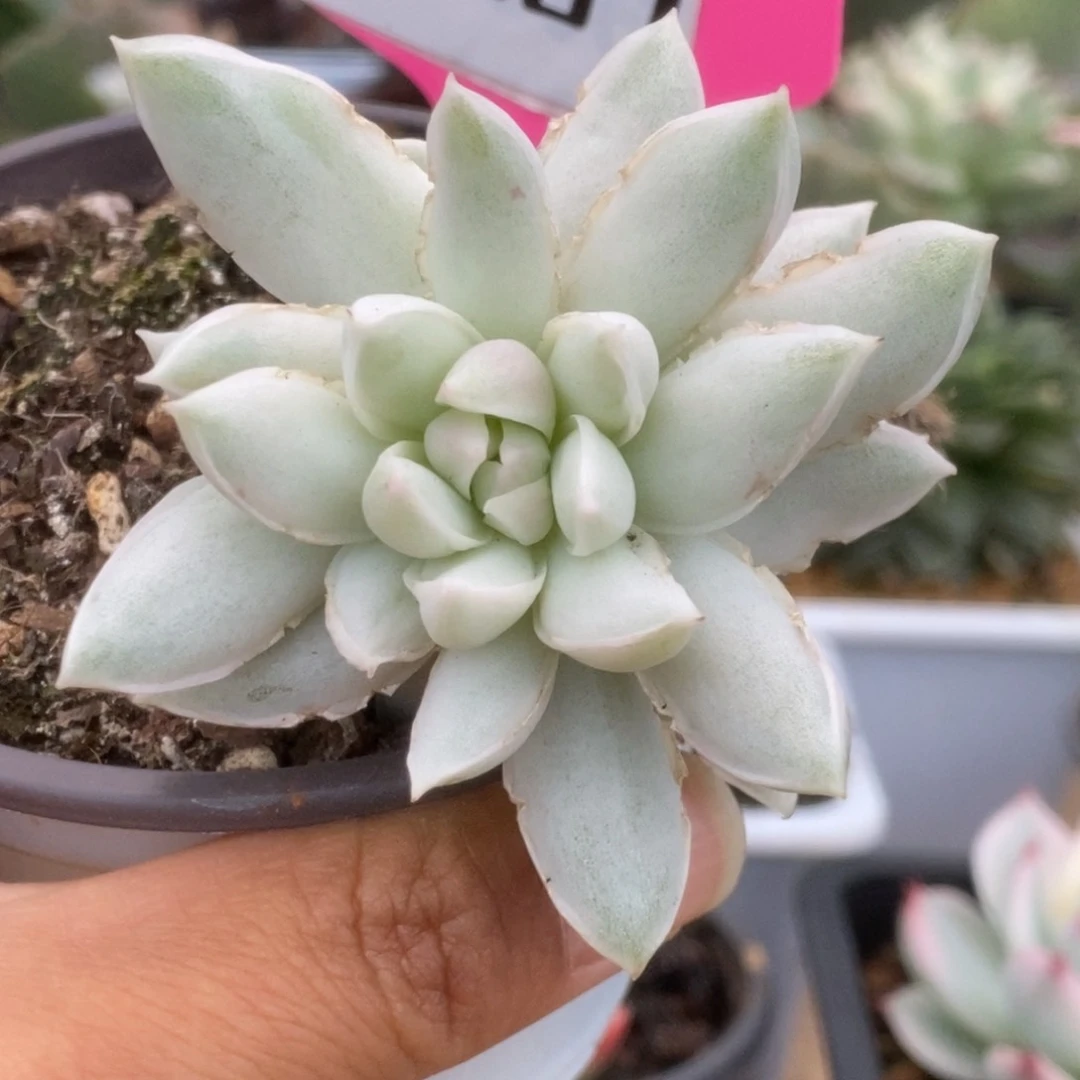 087牡丹冰锦锦锦锦锦锦