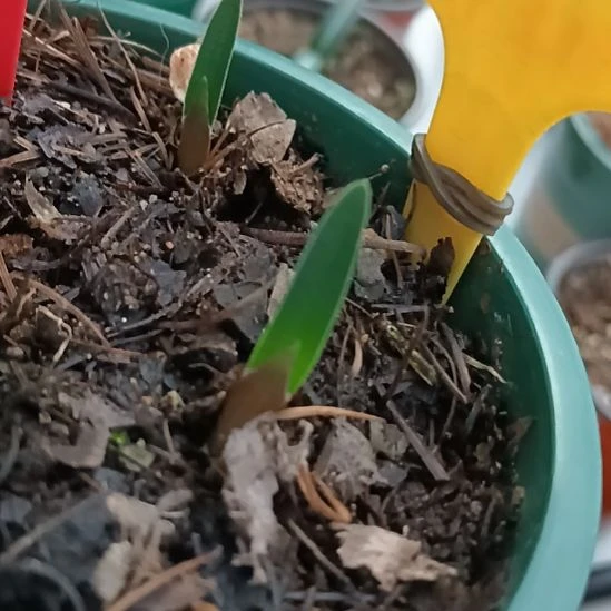 好***安无花朵特色花卉君子兰小苗