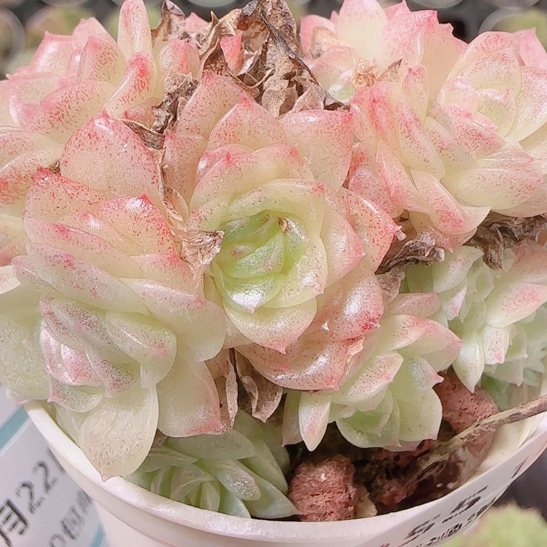花语逸镜1122-255散