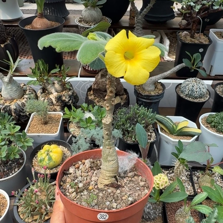 安卡丽娜382 仙人球