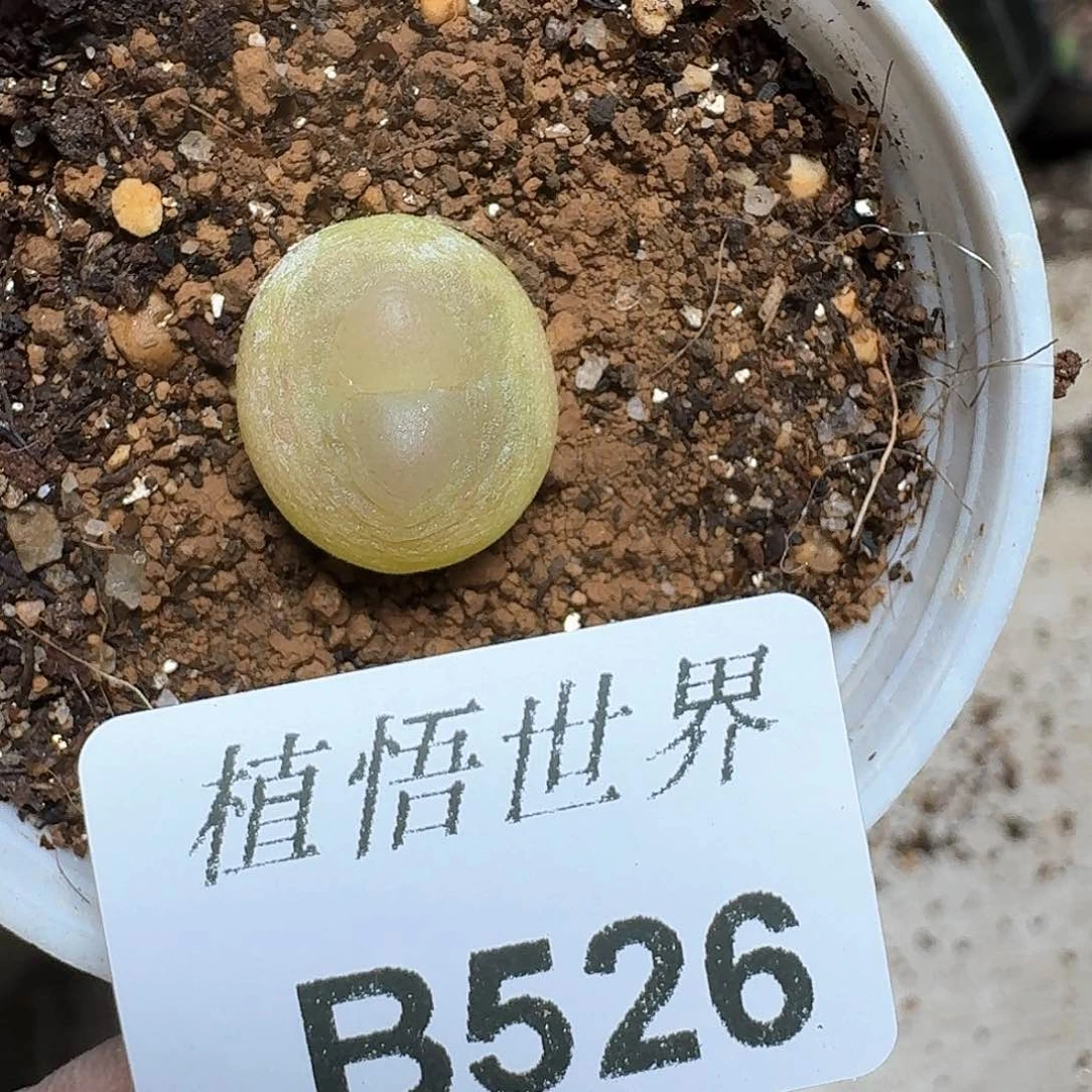 52）号多肉植物哇fv