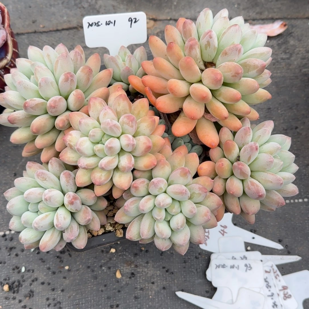 一物一拍精控香所92