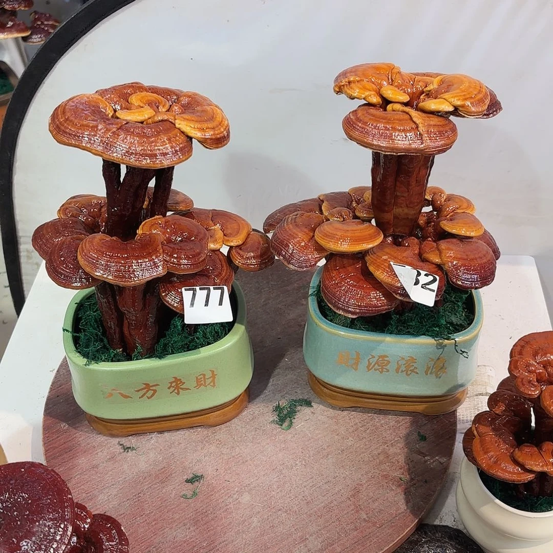 无花朵灵芝888885555558588888