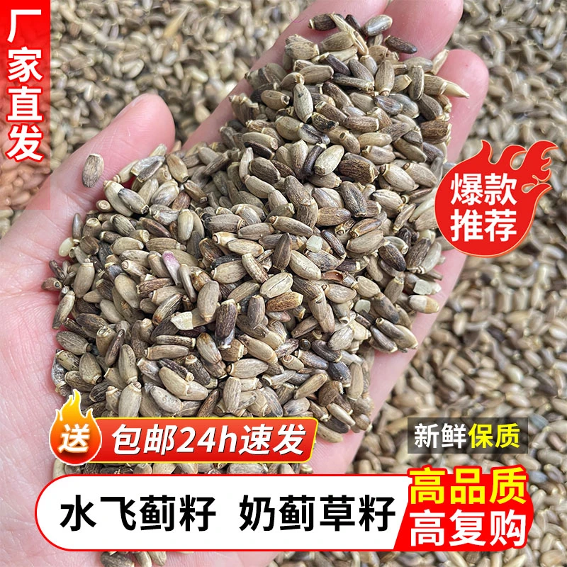 枭龙 水飞蓟籽 奶蓟草籽 5斤 20斤 赛鸽信鸽粮