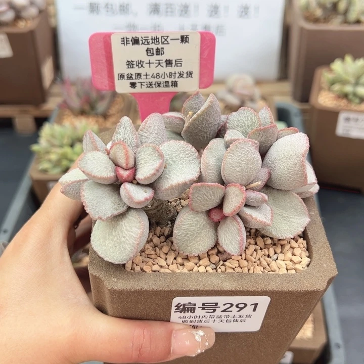 本*291磨砂蛋900号多肉植物